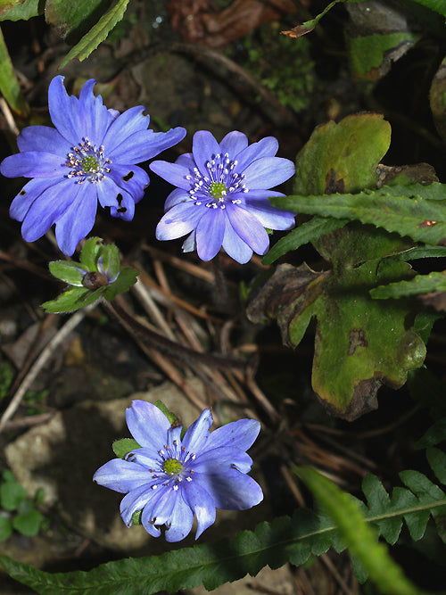 HEPATICA TRANSSILVANICA form 3