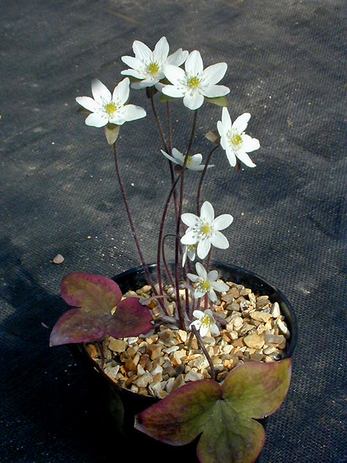 HEPATICA ACUTILOBA