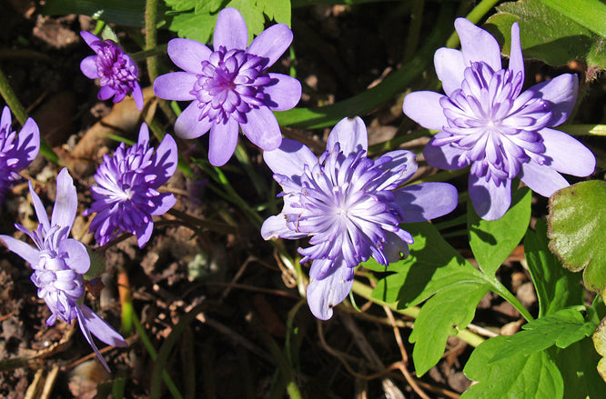 HEPATICA TRANSSILVANICA 'ELISON SPENCE'