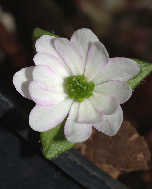 HEPATICA NOBILIS double white
