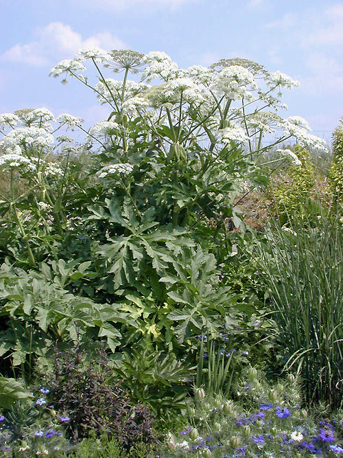HERACLEUM LEHMANNIANUM – Cotswold Garden Flowers