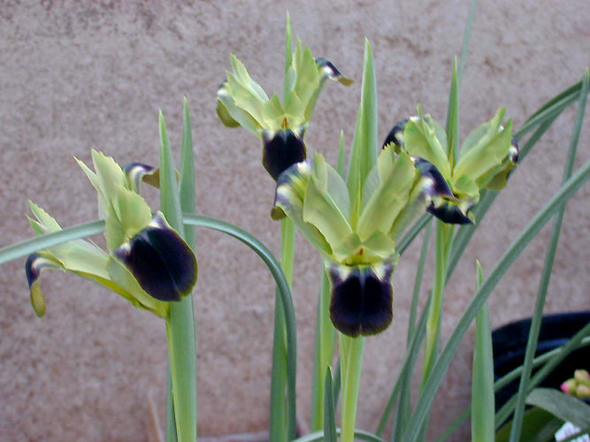 HERMODACTYLUS TUBEROSUS