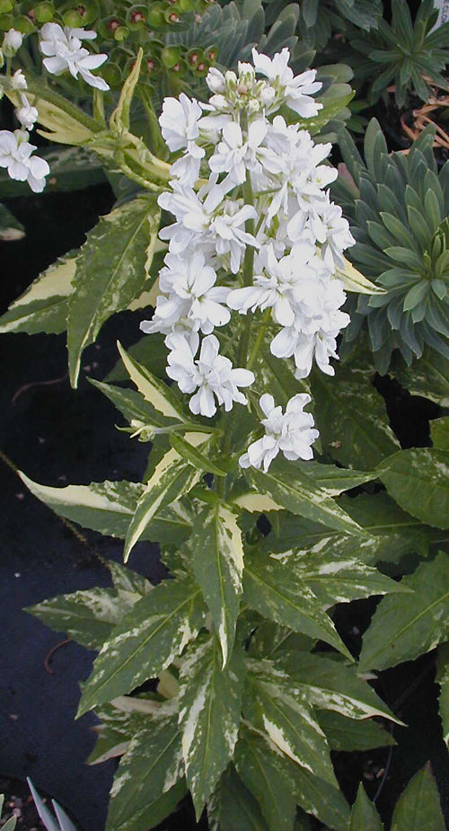 HESPERIS MATRONALIS 'EDITH HARRIET'