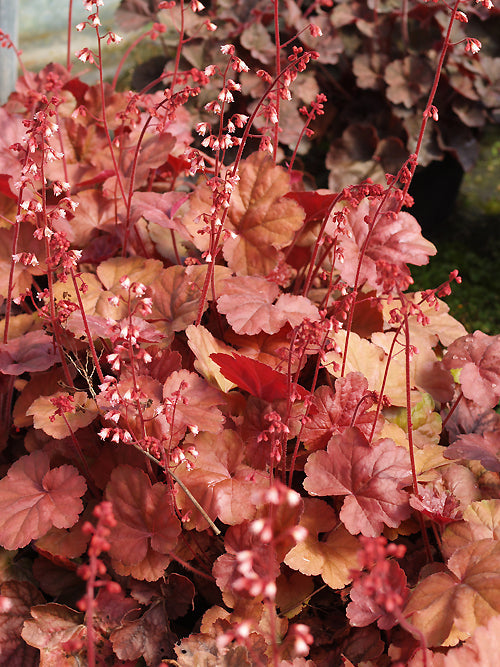 HEUCHERA 'APRICOT'