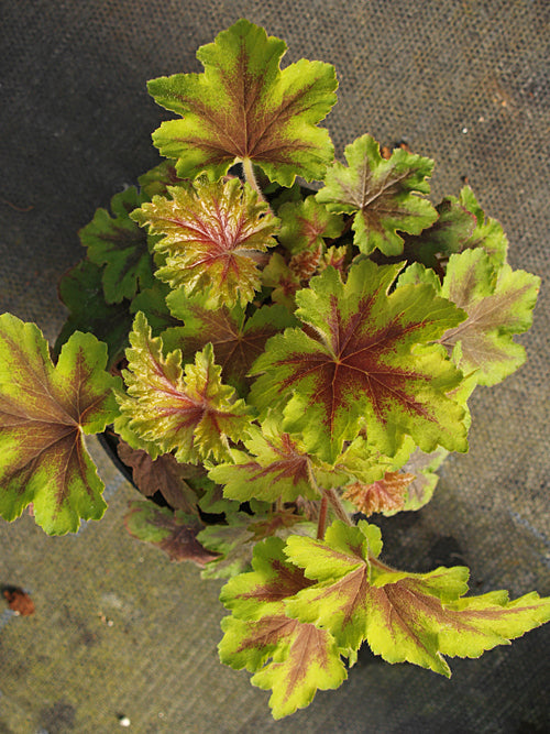HEUCHERA 'ART NOUVEAUX'