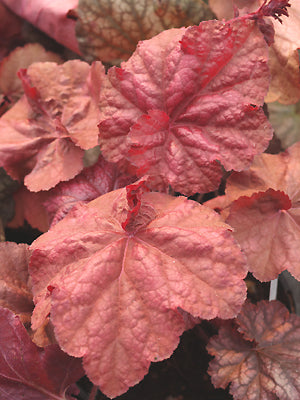 HEUCHERA 'BEAUJOLAIS'