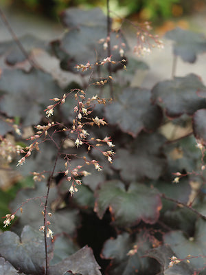 HEUCHERA 'BLACKOUT'