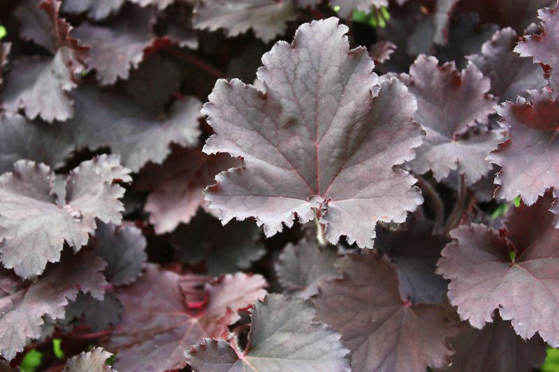HEUCHERA 'BINOCHE'