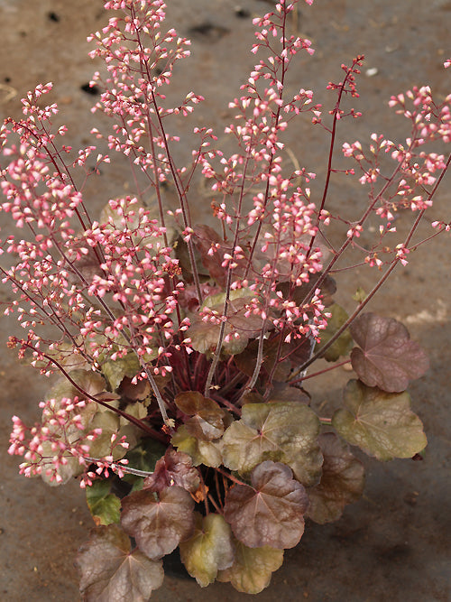 HEUCHERA 'BROWN SUGAR'