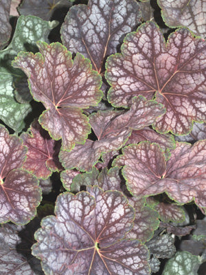 HEUCHERA 'BEAUTY COLOUR'