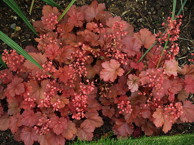 HEUCHERA 'CHERRY COLA'
