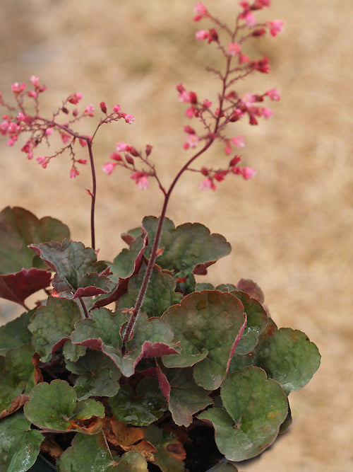 HEUCHERA 'DARK MUSCAT'