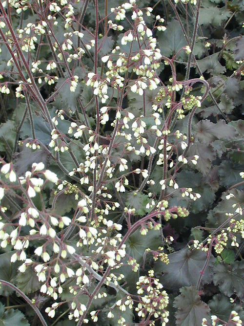 HEUCHERA 'EBONY AND IVORY'