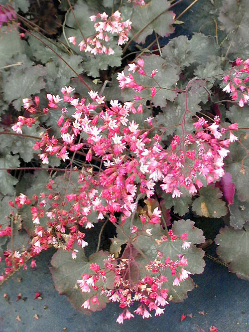 HEUCHERA 'FIREWORKS'