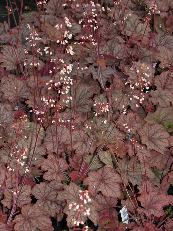 HEUCHERA 'GEORGIA PEACH'