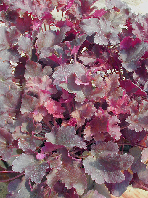 HEUCHERA 'LITTLE TINKER'