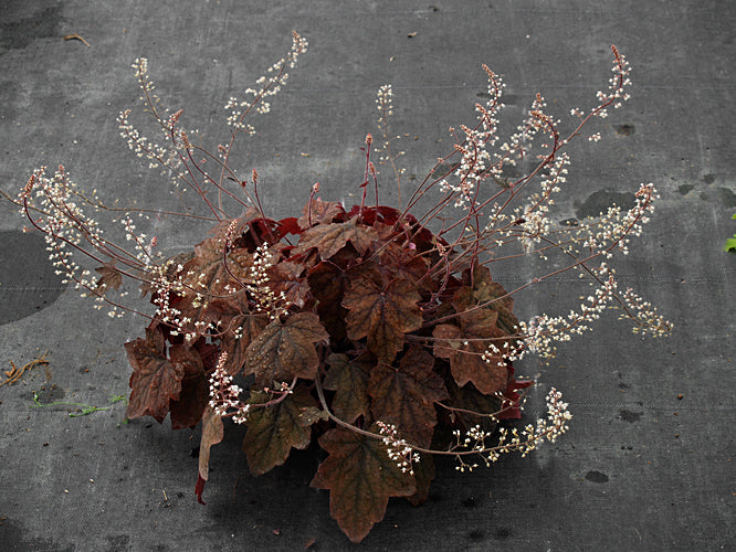 HEUCHERA 'MIRACLE'