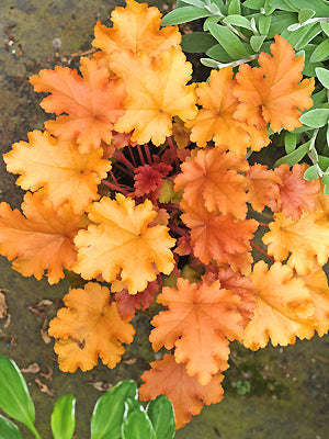 HEUCHERA 'ORANGE PEEL'