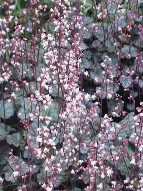 HEUCHERA 'PETITE MARBLED BURGUNDY'