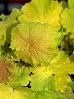 HEUCHERA 'CITRONELLE'
