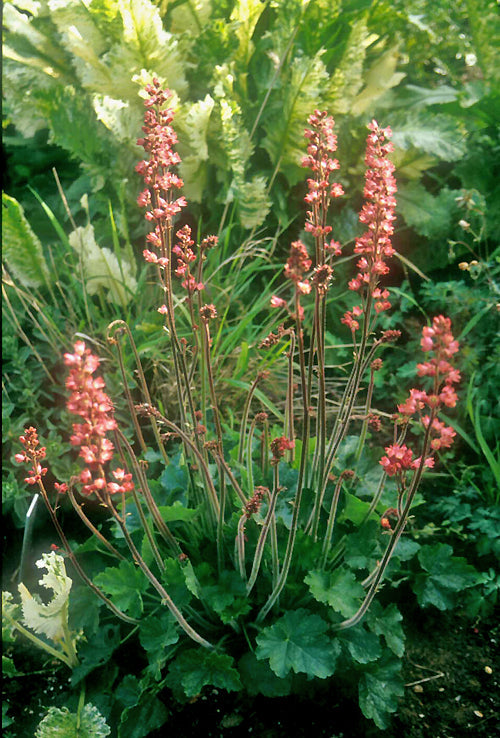 HEUCHERA 'RASPBERRY REGAL'