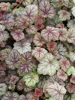 HEUCHERA 'VENUS'