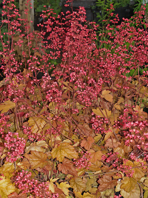 HEUCHERA 'VULCANO'