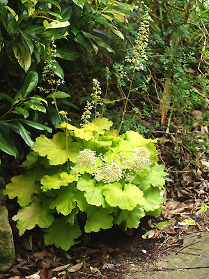 HEUCHERA 'PISTACHE'