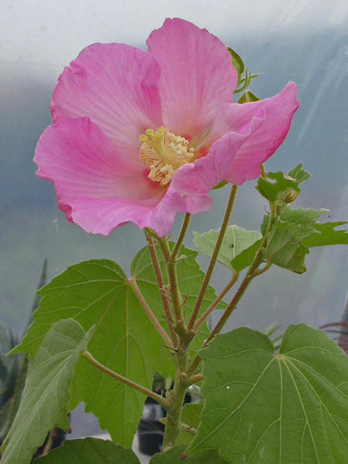 HIBISCUS MUTABILIS