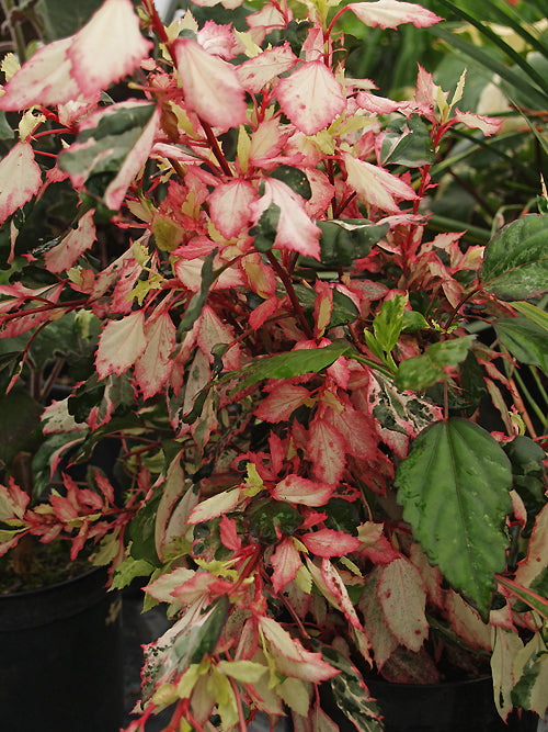 HIBISCUS ROSA-SINENSIS 'COOPERI'