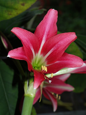 HIPPEASTRUM 'PINK FLOYD'