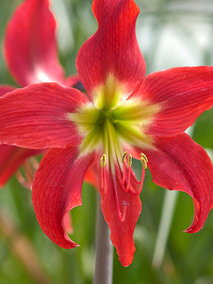 HIPPEASTRUM 'SAN ANTONIO ROSE'