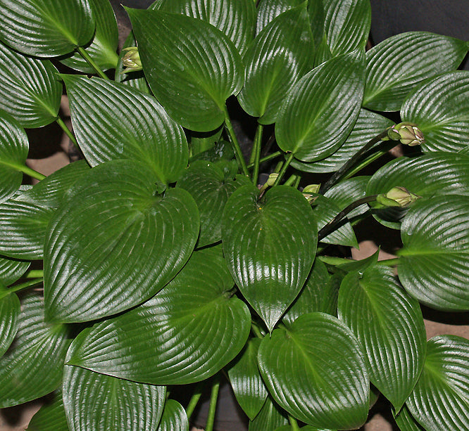 HOSTA 'DEVON GREEN'