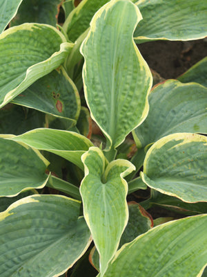 HOSTA 'NORTHERN EXPOSURE'