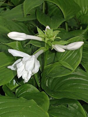 HOSTA 'VENUS'