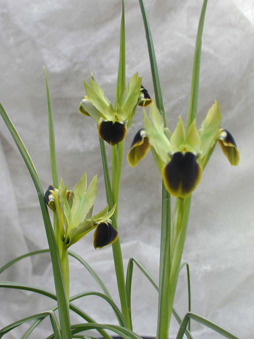 HERMODACTYLUS TUBEROSUS BS 348