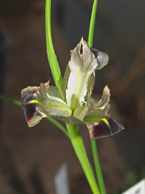 HERMODACTYLUS TUBEROSUS MS 76