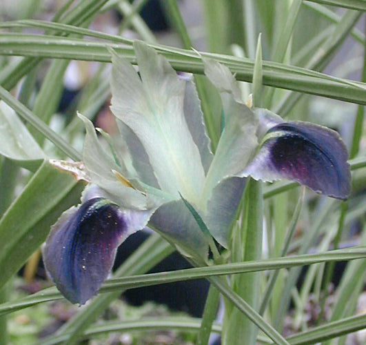 HERMODACTYLUS TUBEROSUS MS 821