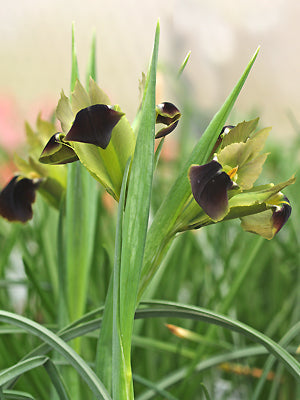 HERMODACTYLUS TUBEROSUS MS 964