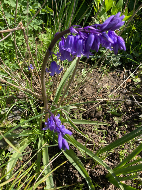 HYACINTHOIDES NON-SCRIPTA 'WAVERTREE'