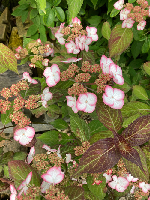 HYDRANGEA SERRATA 'KIYOSUMI'