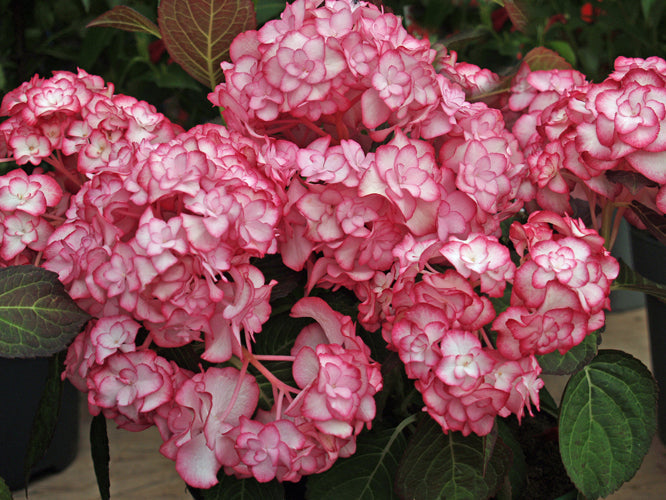 HYDRANGEA MACROPHYLLA 'MISS SAORI'