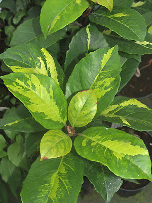 HYDRANGEA SEEMANNII 'ROGER GROUNDS'