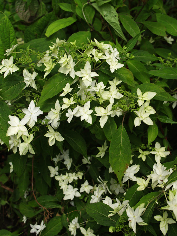 HYDRANGEA SERRATA 'SHIROFUJI'