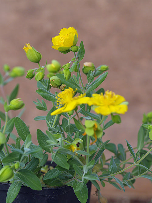 HYPERICUM CERASTIOIDES
