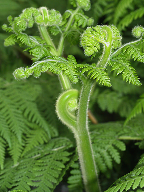 HYPOLEPIS MILLEFOLIUM