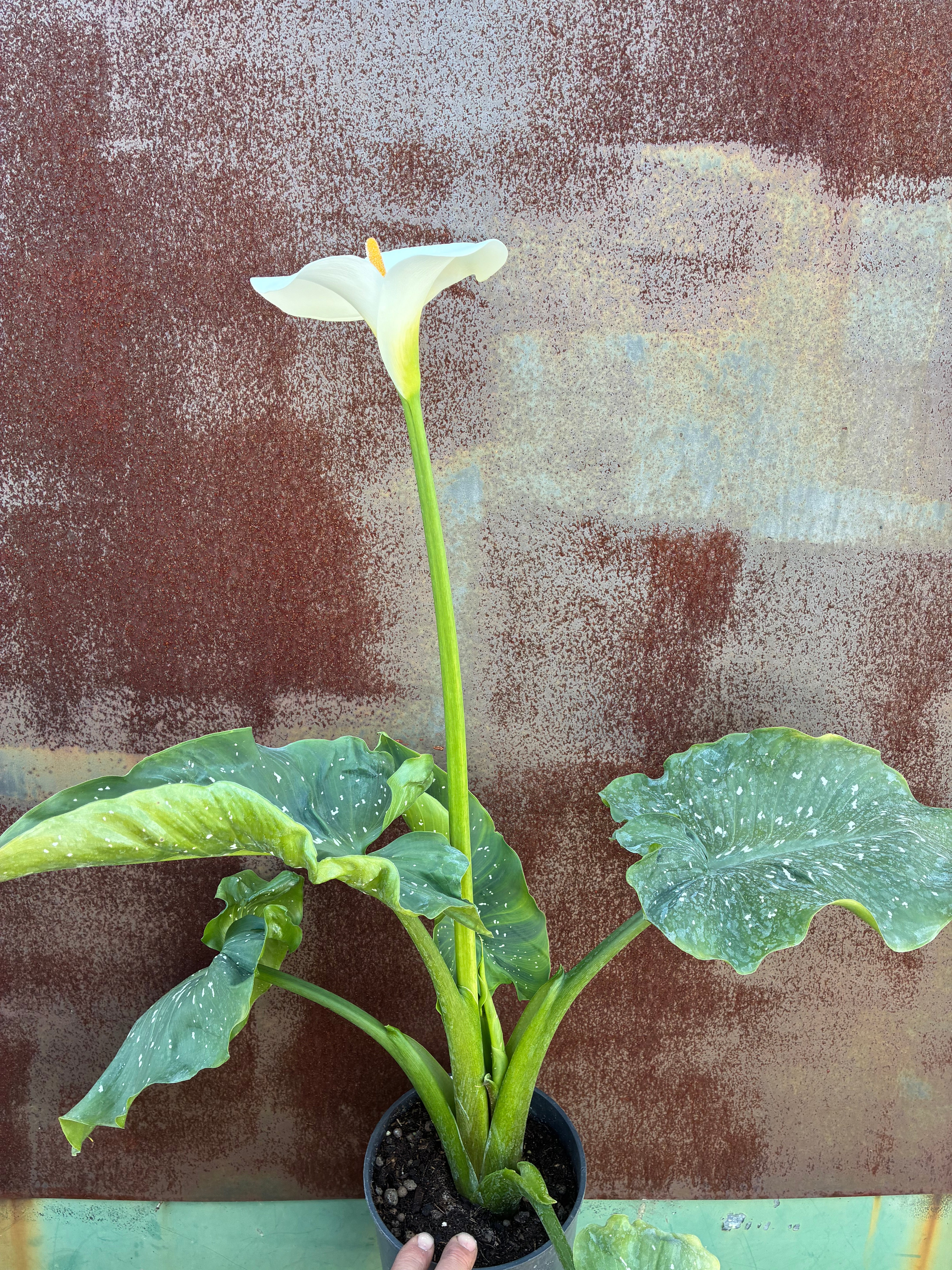 giant white calla lily plant ZANTEDESCHIA AETHIOPICA 'WHITE GIANT'