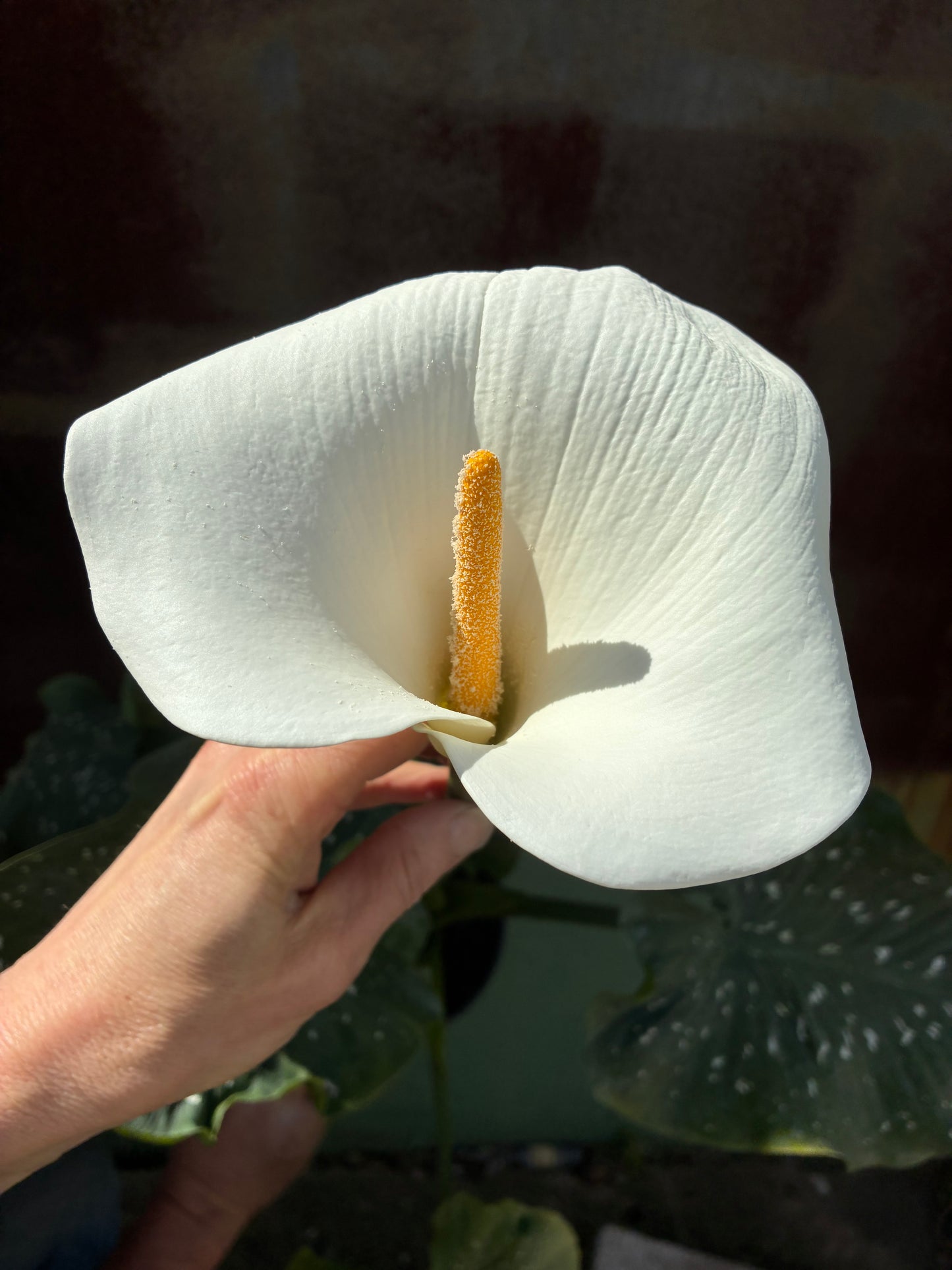 ZANTEDESCHIA AETHIOPICA 'WHITE GIANT'