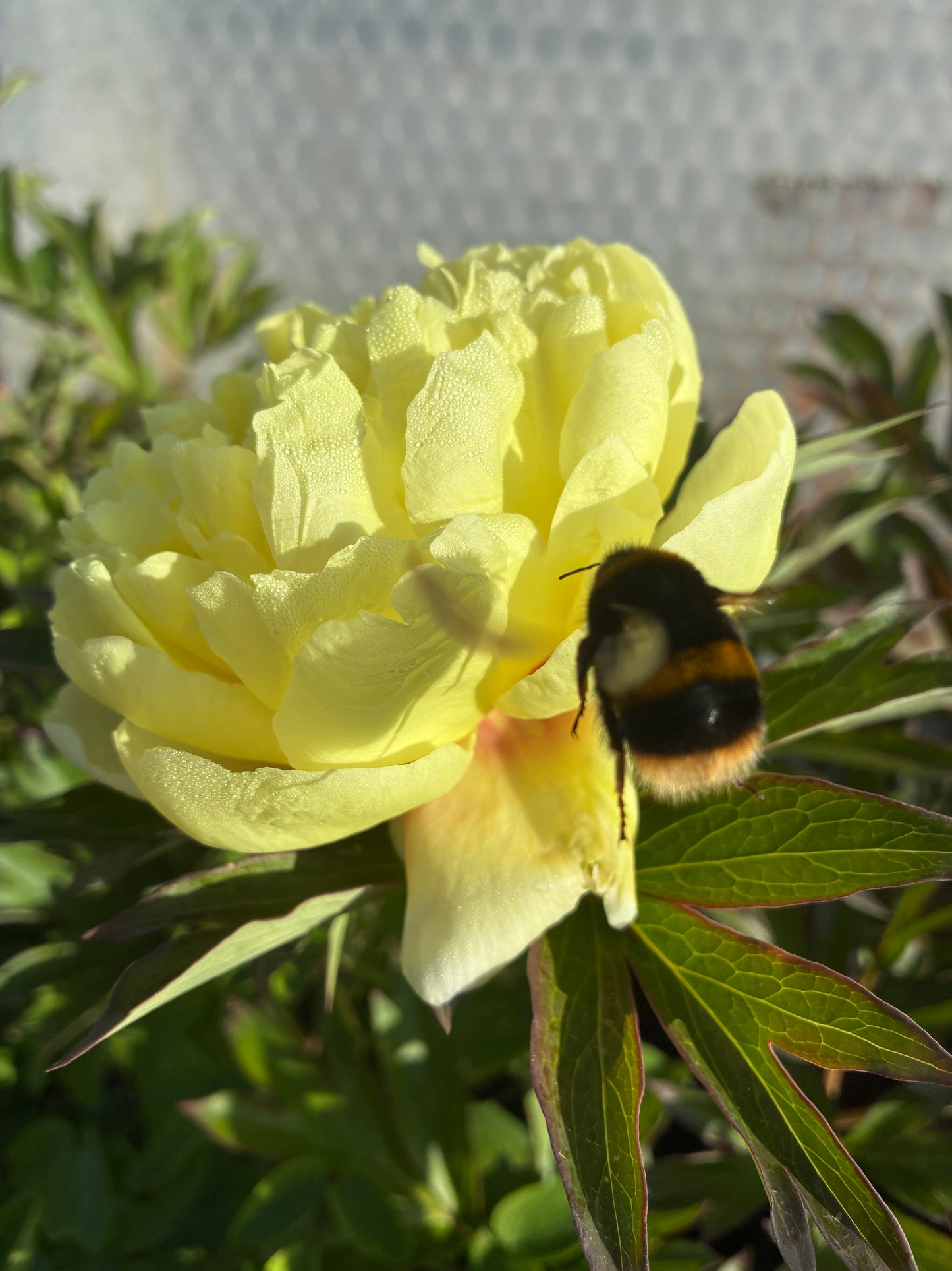 PAEONIA 'BARTZELLA'