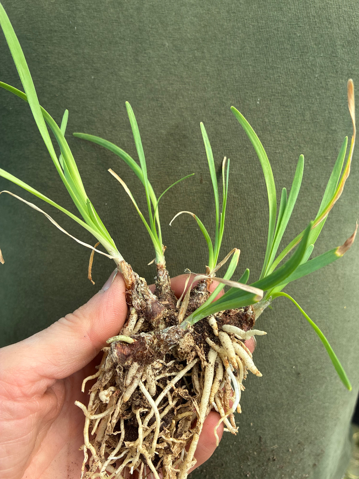 Tulbaghia ‘Fairy Star’ | Pink Hybrid Society Garlic